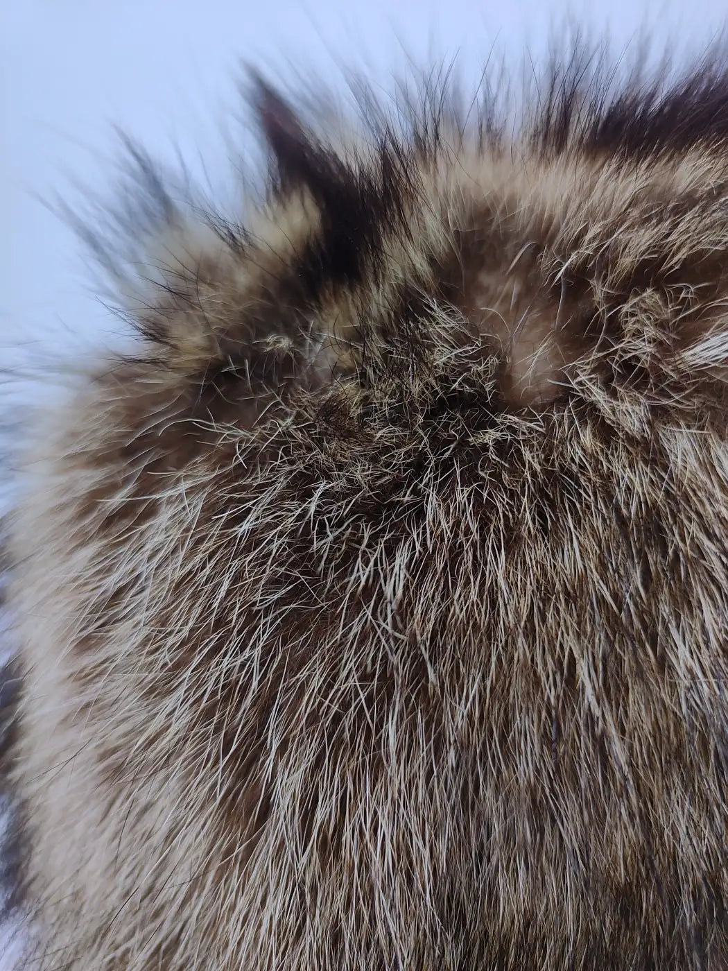 fur cap in brown