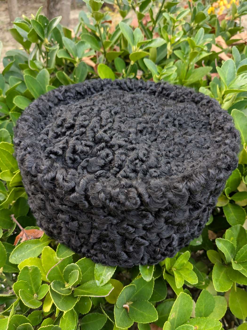 black cap in round karakul